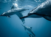 娱乐官网-阿里内部邮件回应林俊旸离职：技术发展不进则退，将持续吸纳优秀人才